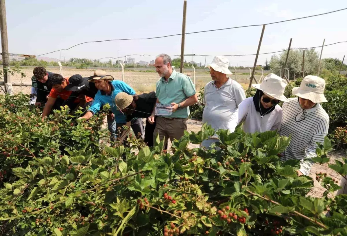 NÖHÜ’de Jumbo Böğürtlen Hasadı Başladı nohude jumbo bogurtlen hasadi basladi CMXgKdXF