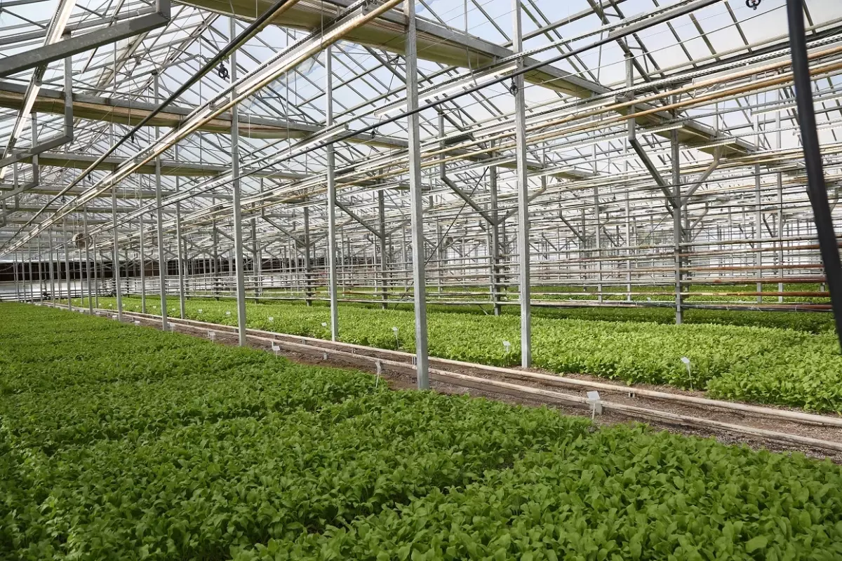 Beta Ziraat A.Ş. Yerli Şeker Pancarı Tohumlarını Test Ediyor beta ziraat as yerli seker pancari tohumlarini test ediyor I13AFBms.jpg