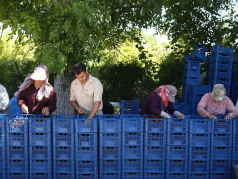 3 bin ton uretim bin ton ihracat yahyali kirazi avrupa ve rusyanin gozdesi KSfDmCxk